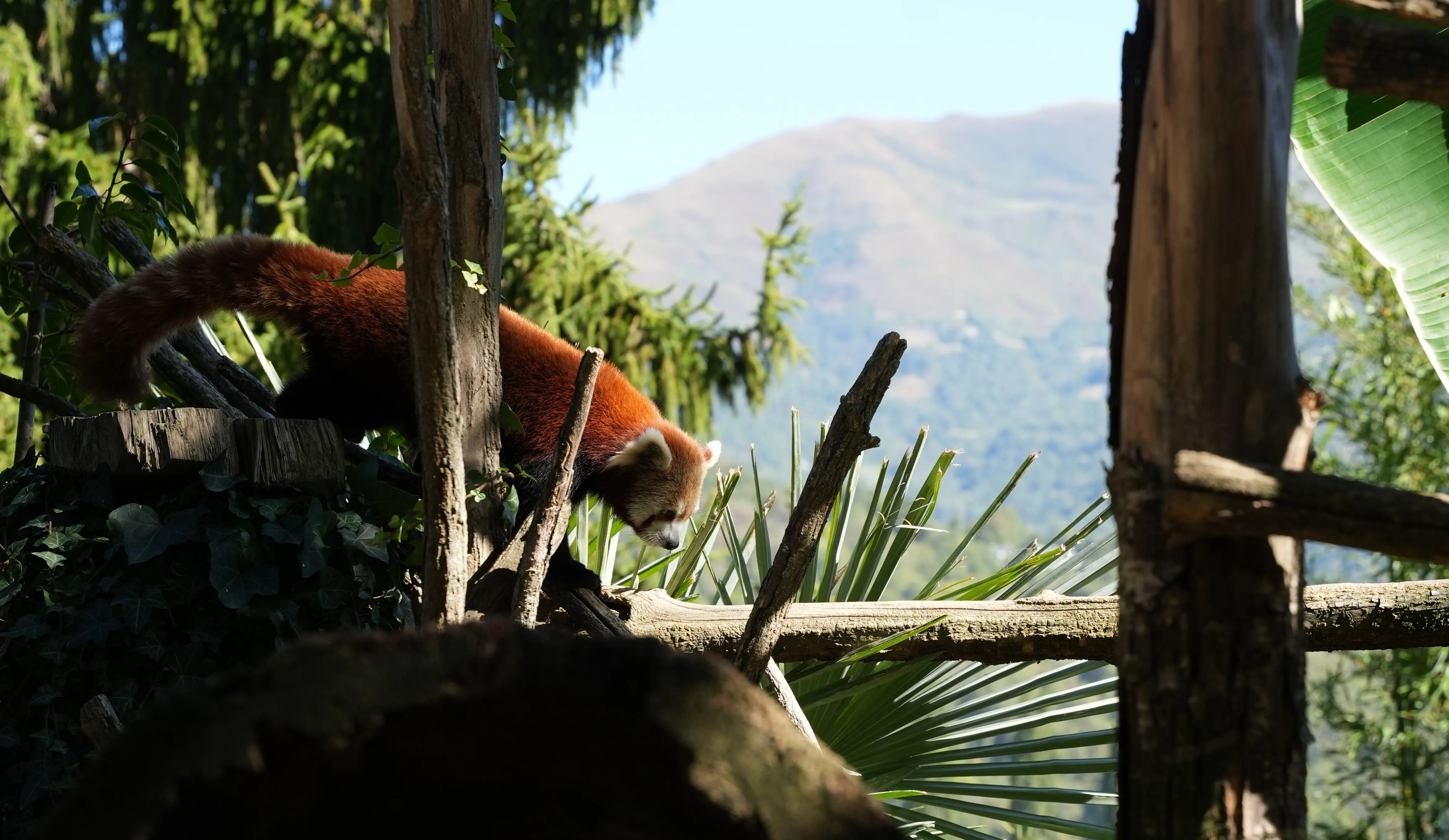 Séance photo animaux